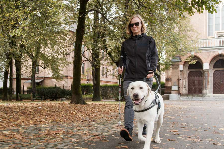 Woman walking with guide dog.
